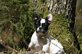 BOULEDOGUE FRANCAIS 1129
